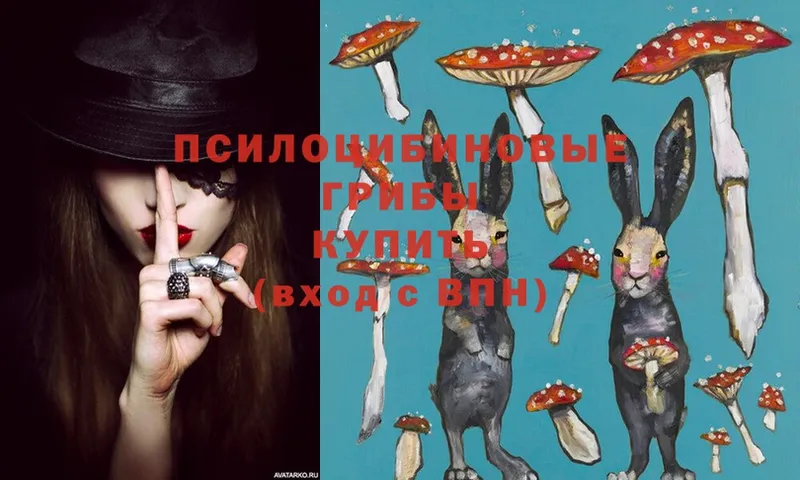 Псилоцибиновые грибы Psilocybe  Тосно 